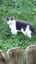 Found/Stray Unknown Cat last seen Whiskey, bottom and Baltimore Avenue, North Laurel, MD 20723