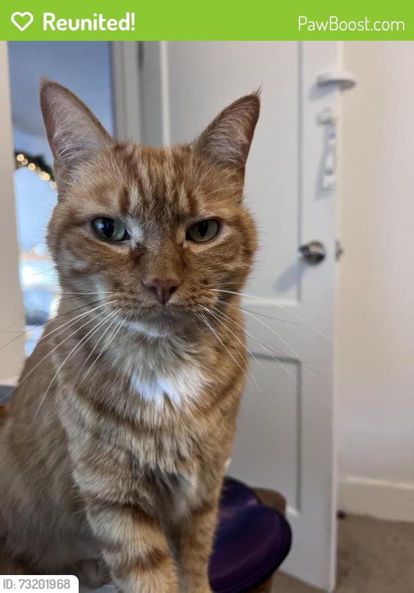 Reunited Male Cat last seen S 48th St and Tacoma Ave, Tacoma, WA 98408