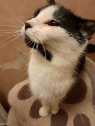 Reunited Female Cat last seen Garden on piccadilly close, West Midlands, England 