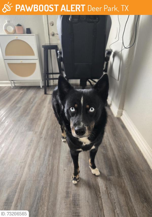 Found/Stray Male Dog last seen Near Carrie Ln, Deer Park, TX 77536