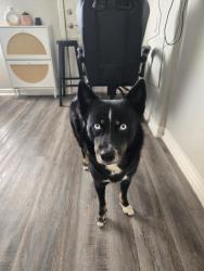Found/Stray Male Dog last seen Near Carrie Ln, Deer Park, TX 77536