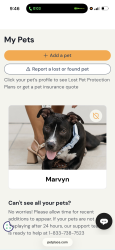 Lost Male Dog last seen Shirley st, Port Charlotte, FL 33948