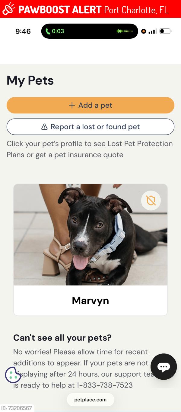 Lost Male Dog last seen Shirley st, Port Charlotte, FL 33948