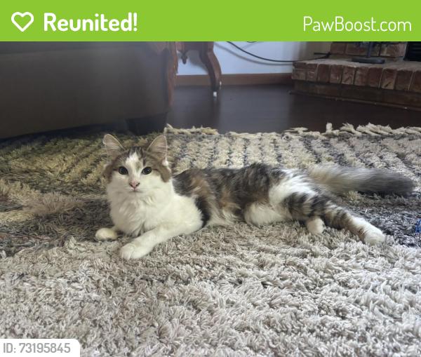 Reunited Female Cat last seen Quill drive, Roscoe, IL 61073