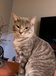 Lost Male Cat last seen Bar harbor, Orlando, FL 32821