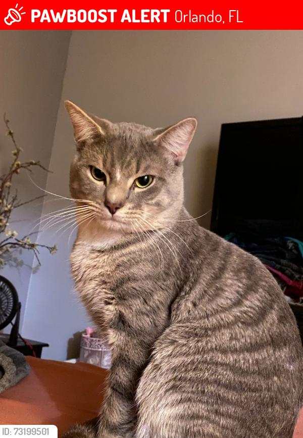 Lost Male Cat last seen Bar harbor, Orlando, FL 32821