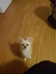 Reunited Female Dog last seen Near Meadow Oaks Dr, Haltom City, TX 76117, USA, Haltom City, TX 76117