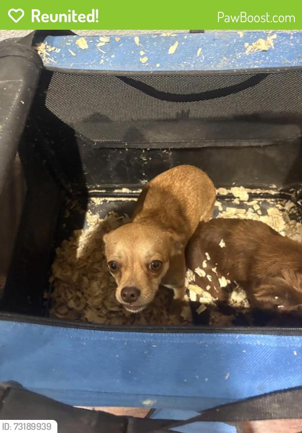 Reunited Female Dog last seen Navajo road near Cherokee, Montgomery County, TX 77354