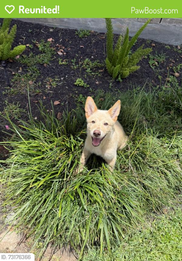 Reunited Male Dog last seen Queenston and Longenbaugh, Houston, TX 77095