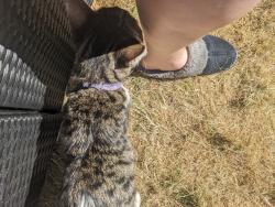 Found/Stray Male Cat last seen Near the Morrisons Daily in Meanwood, West Yorkshire, England LS7 2SF