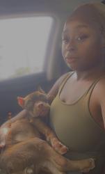 Lost Female Dog last seen Studio 6, Riviera Beach, FL 33404