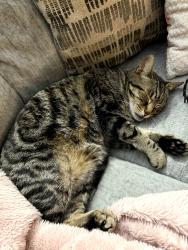 Lost Male Cat last seen Excell Rd and Madison Street Sango area, Clarksville, TN 37043