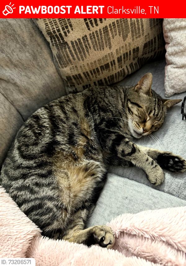 Lost Male Cat last seen Excell Rd and Madison Street Sango area, Clarksville, TN 37043