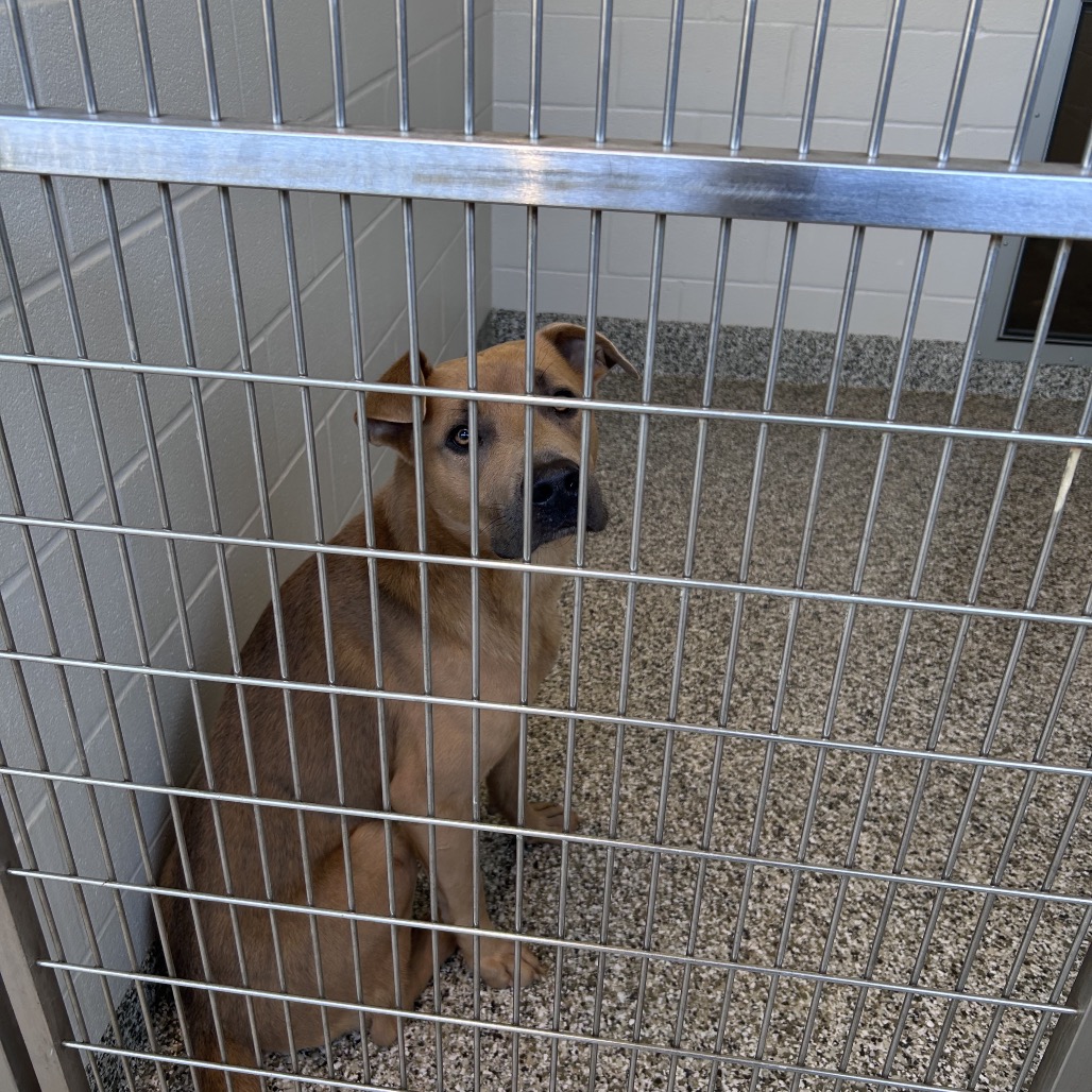 Shelter Stray Male Dog last seen , 425 Kirksey Dr, Morganton, NC 28655, USA