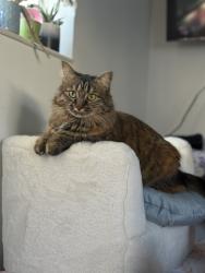 Reunited Female Cat last seen Behind autozone on Midland Dr, Roy, UT 84067