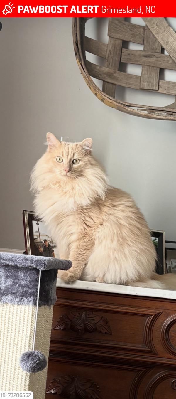 Lost Male Cat last seen Preston Lane and Tucker Road, Grimesland, NC 27837