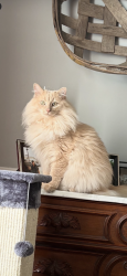 Lost Male Cat last seen Preston Lane and Tucker Road, Grimesland, NC 27837