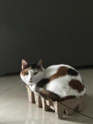 Lost Female Cat last seen 73rd ave tamarac, Tamarac, FL 33321