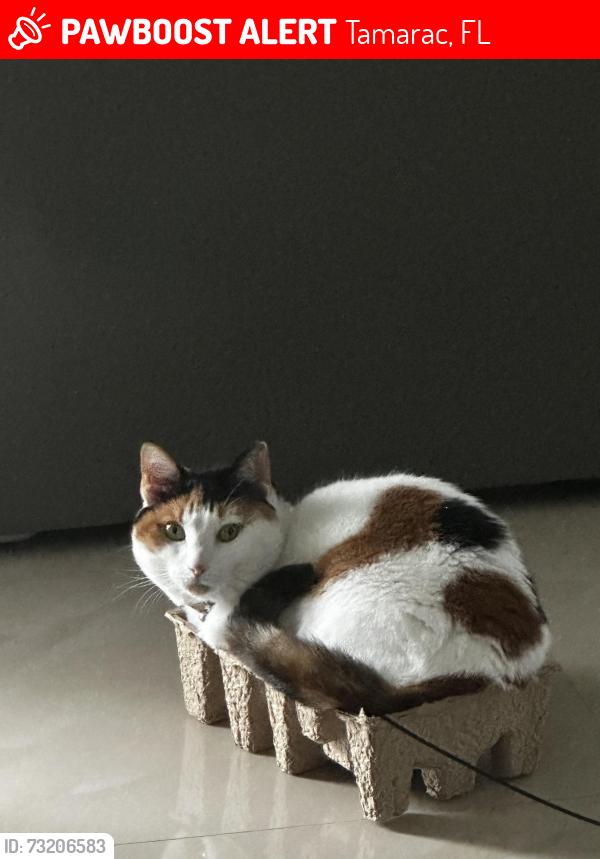 Lost Female Cat last seen 73rd ave tamarac, Tamarac, FL 33321