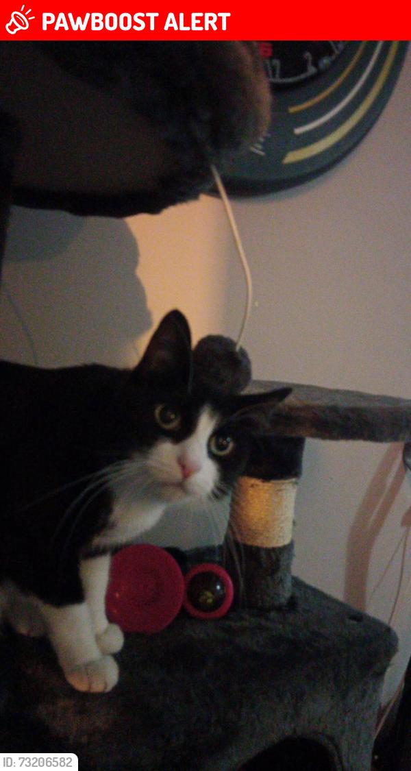 Lost Female Cat last seen Parthian Road, Kingston upon Hull, England HU9 4TA