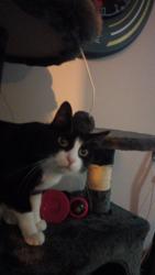 Lost Female Cat last seen Parthian Road, Kingston upon Hull, England HU9 4TA