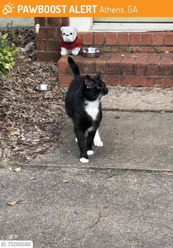 Found/Stray Male Cat last seen Berlin Street, Athens, GA 30601