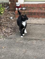 Found/Stray Male Cat last seen Berlin Street, Athens, GA 30601