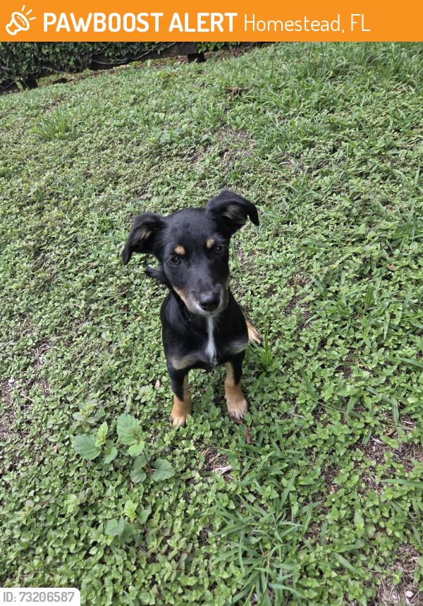 Found/Stray Female Dog last seen Homestead general airport, Homestead, FL 33030