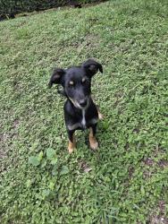 Found/Stray Female Dog last seen Homestead general airport, Homestead, FL 33030