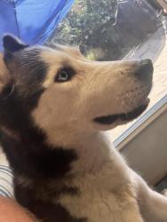 Found/Stray Female Dog last seen St Andrew’s and Murraywood by Talbots, Columbia, SC 29212