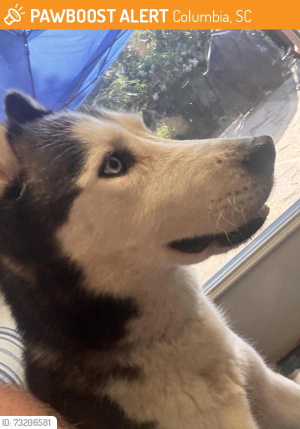 Found/Stray Female Dog last seen St Andrew’s and Murraywood by Talbots, Columbia, SC 29212