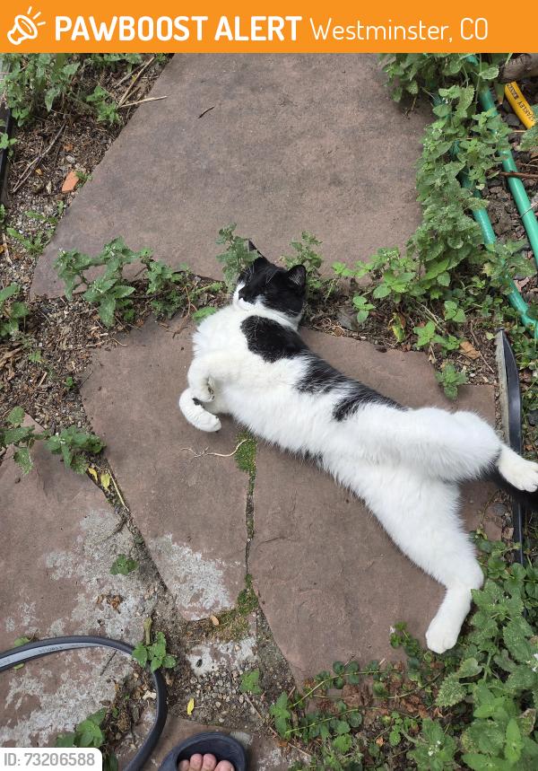 Found/Stray Female Cat last seen 102nd and Sims, Westminster, CO 80021