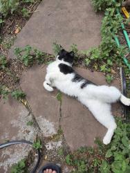 Found/Stray Female Cat last seen 102nd and Sims, Westminster, CO 80021