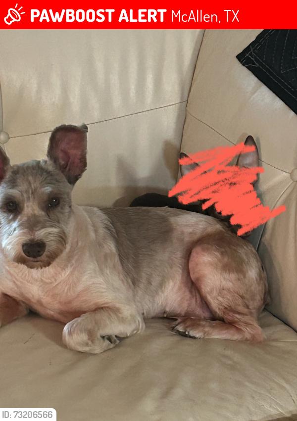 Lost Female Dog last seen Near S Ware Rd & W Expressway 83, McAllen, TX 78503