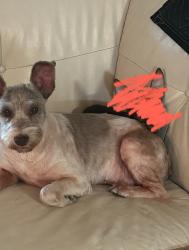 Lost Female Dog last seen Near S Ware Rd & W Expressway 83, McAllen, TX 78503