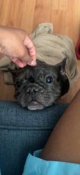Lost Female Dog last seen Halsted, Chicago, IL 60621