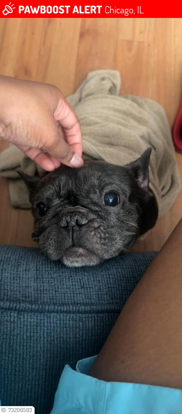 Lost Female Dog last seen Halsted, Chicago, IL 60621