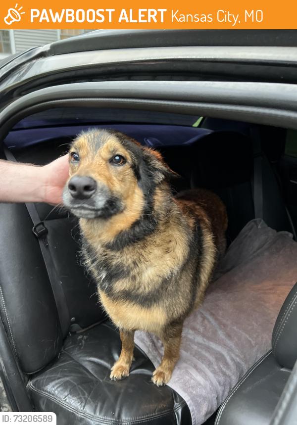 Found/Stray Male Dog last seen Bennington Ridge Appartments, Kansas City, MO 64117