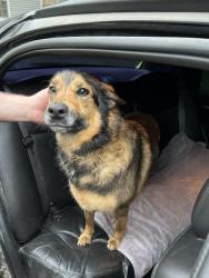 Found/Stray Male Dog last seen Bennington Ridge Appartments, Kansas City, MO 64117