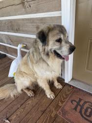 Reunited Male Dog last seen Macon farm rd, Randolph County, NC 27316