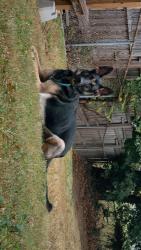 Lost Male Dog last seen Indian Guyan, Proctorville, OH 25702