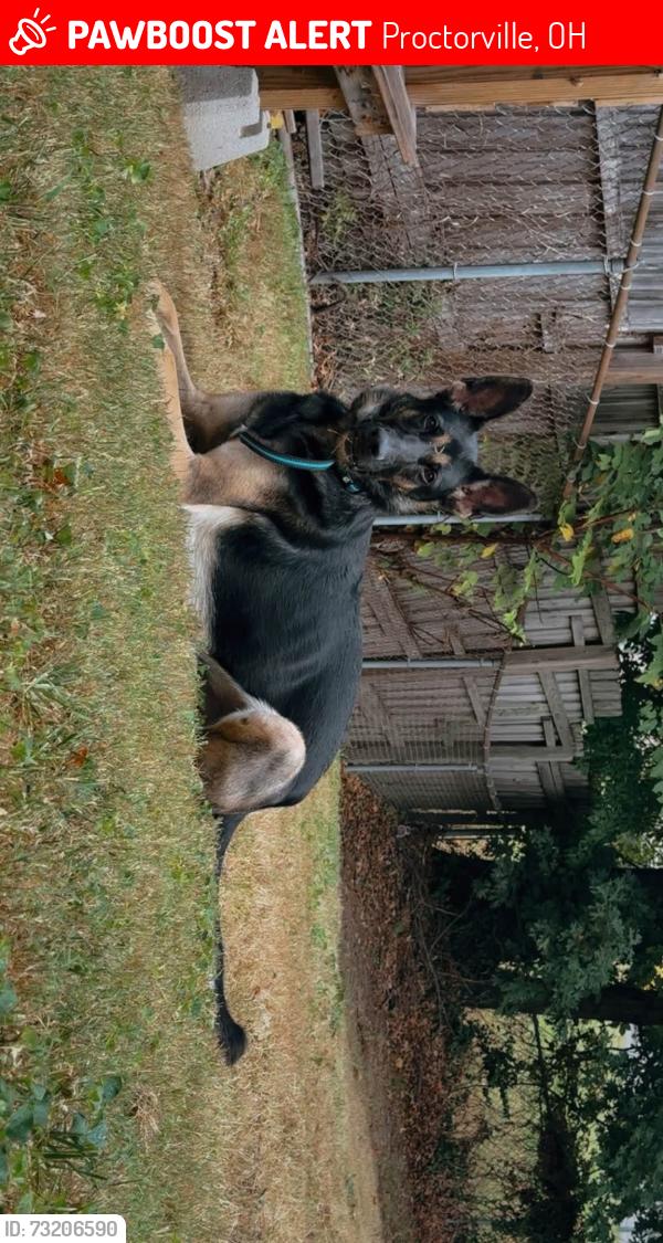 Lost Male Dog last seen Indian Guyan, Proctorville, OH 25702