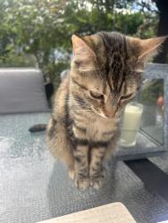Lost Female Cat last seen North I Strret and North 8th street, Tacoma, WA 98403
