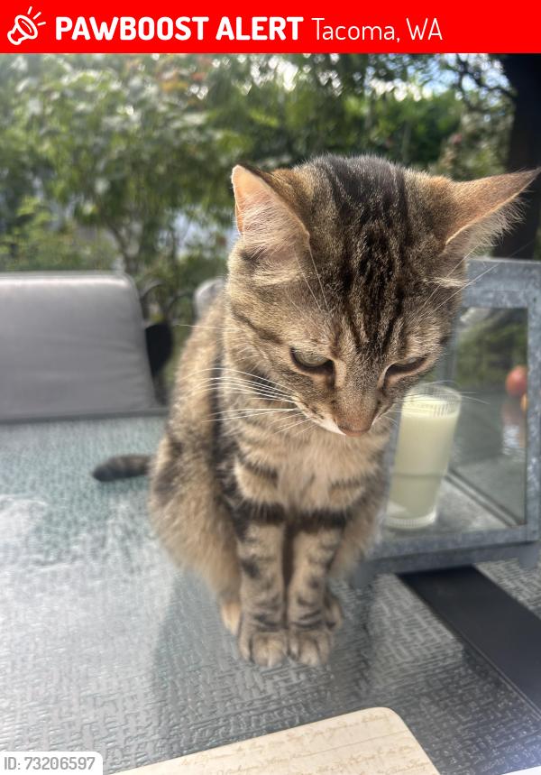 Lost Female Cat last seen North I Strret and North 8th street, Tacoma, WA 98403