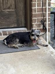 Reunited Male Dog last seen By Walgreens on spring cypress road, Tomball, TX 77377