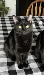 Reunited Female Cat last seen Center St. & Wilson Ave., Willoughby, OH 44094