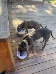 Found/Stray Male Dog last seen Evanrude lane, Henrico County, VA 23150