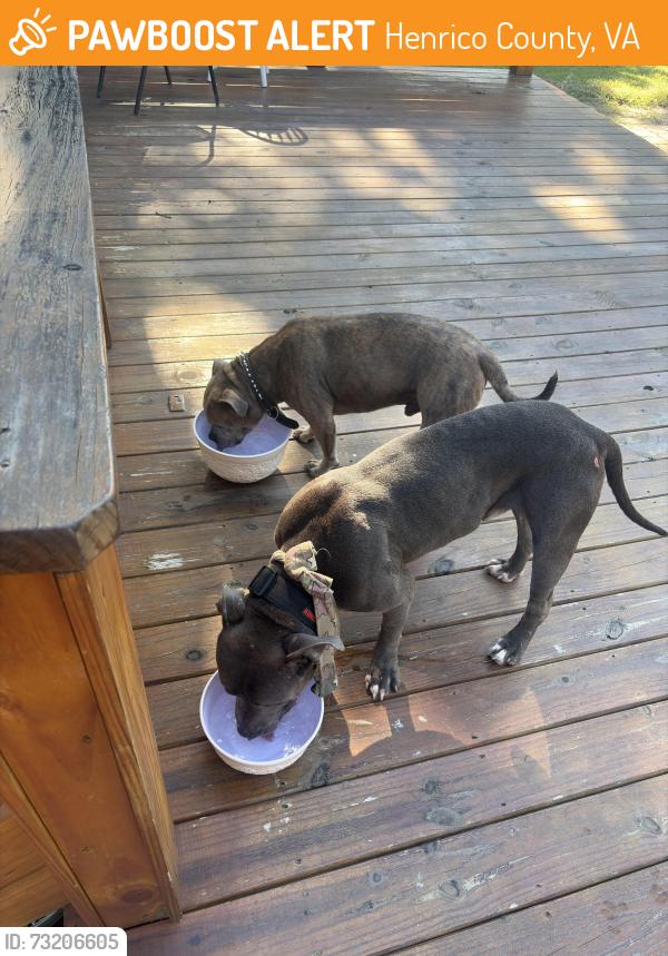 Found/Stray Male Dog last seen Evanrude lane, Henrico County, VA 23150