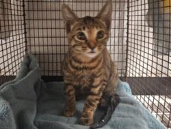 Shelter Stray Female Cat last seen , 14409 Vanowen St, Van Nuys, CA 91405, USA
