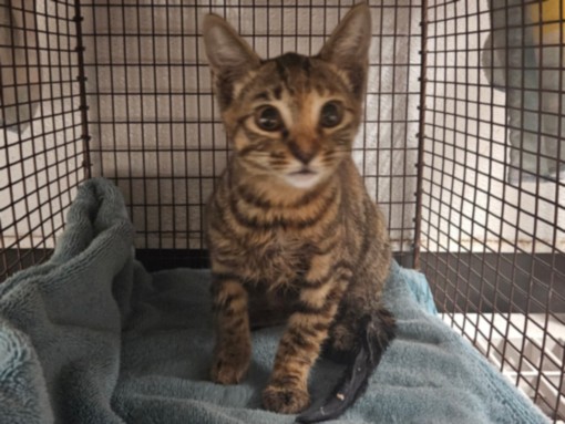 Shelter Stray Female Cat last seen , 14409 Vanowen St, Van Nuys, CA 91405, USA